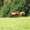 Our horses